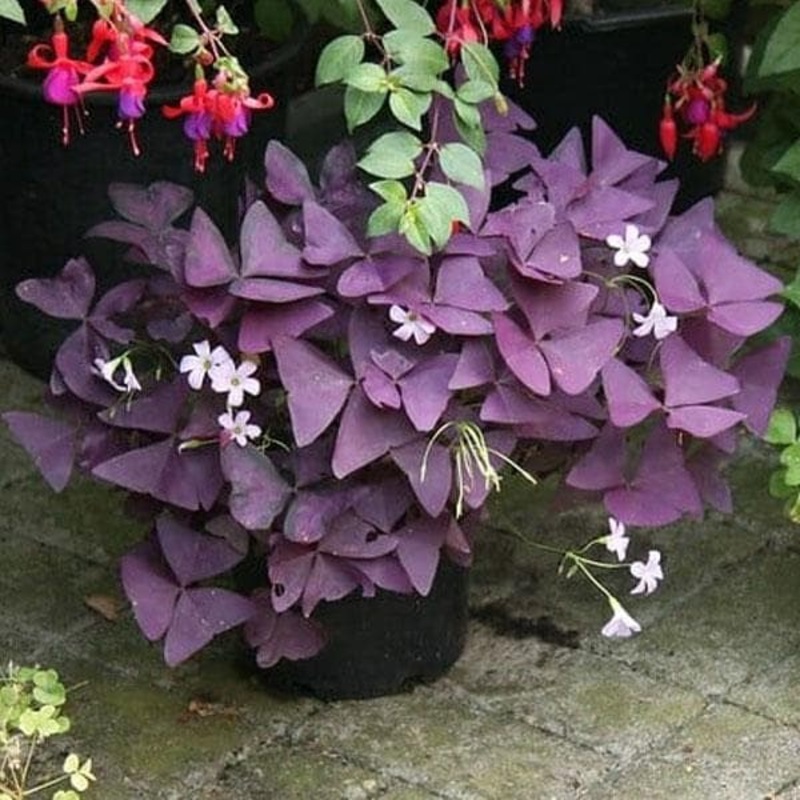 Purple Shamrock, Oxalis Triangularis – Plant