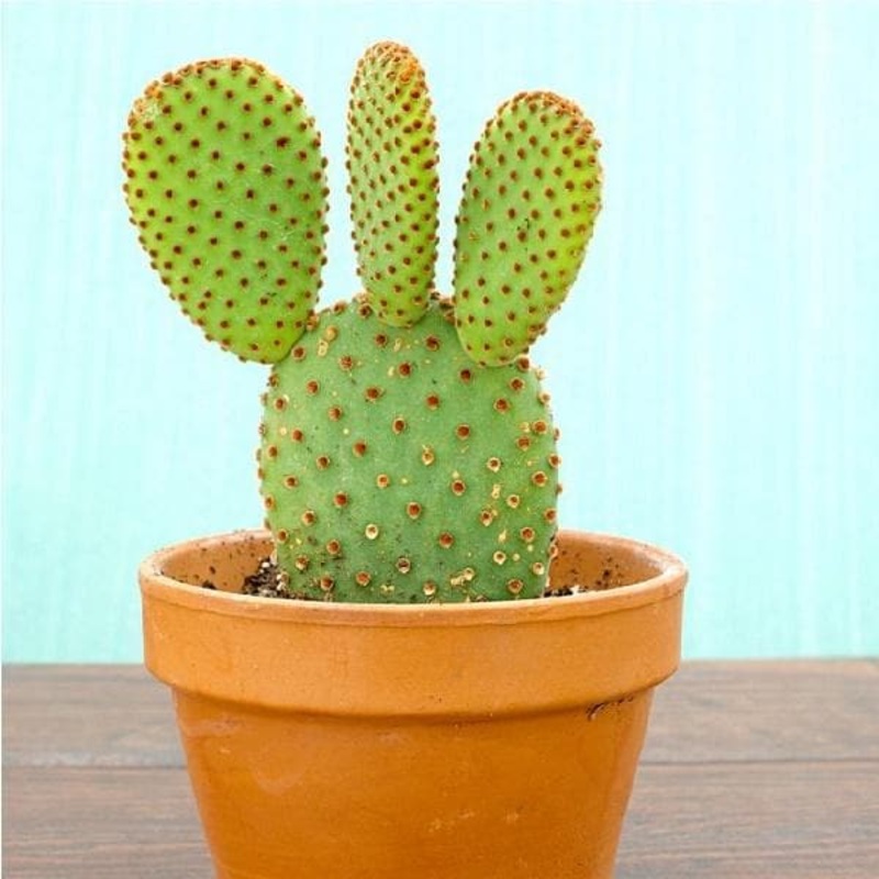 Red Bunny Cactus, Opuntia microdasys – Cactus Plant