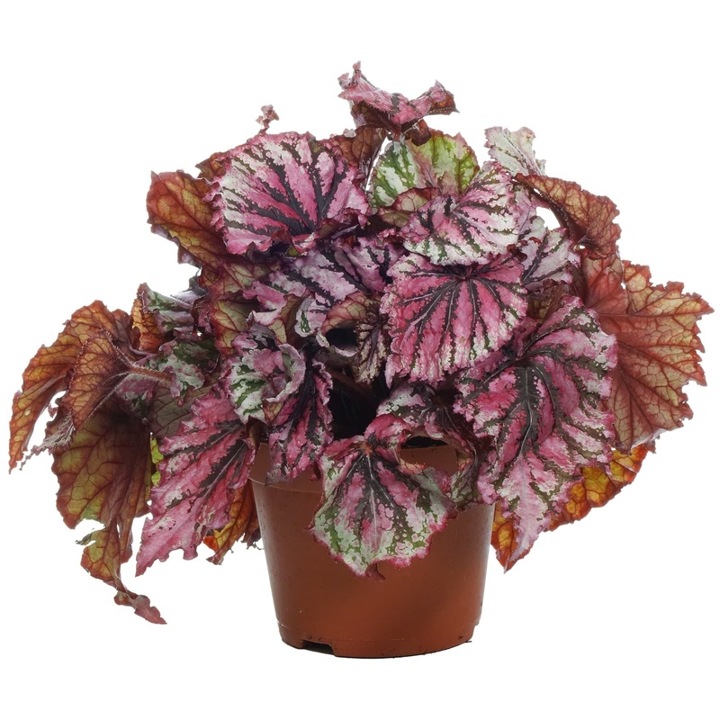 Rex Begonia Fireworks – Plant