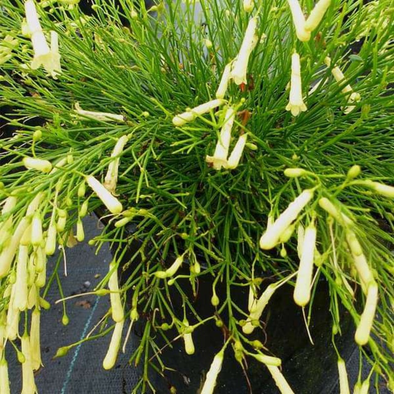 Russelia (Yellow) – Plant