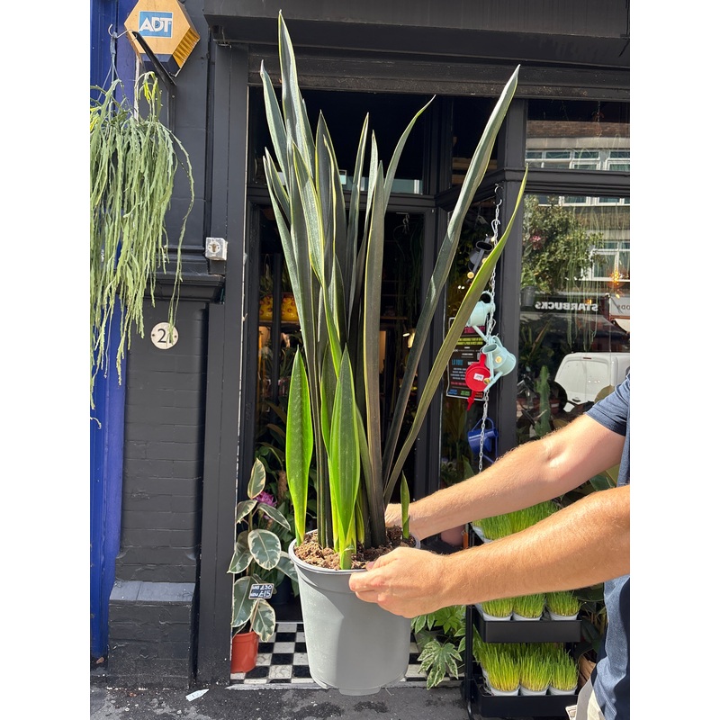 Sansevieria Black Gold | 24cm pot