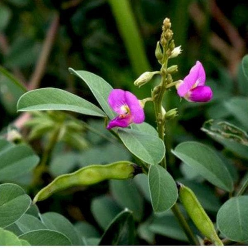 Sharpunkha, Tephrosia purpurea – Plant