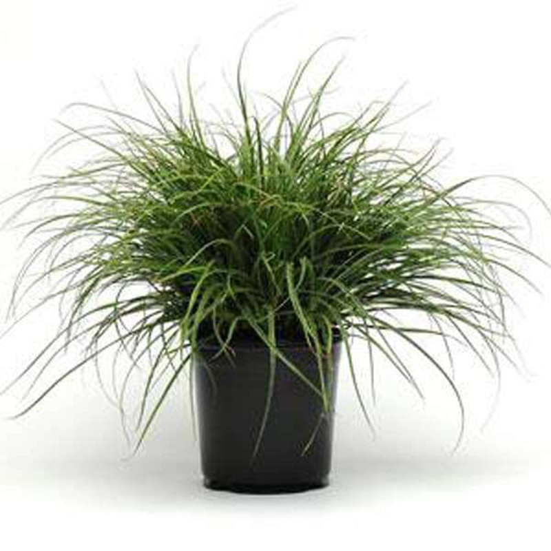 Snowy Woodrush, Lucius Luzula Grass – Plant
