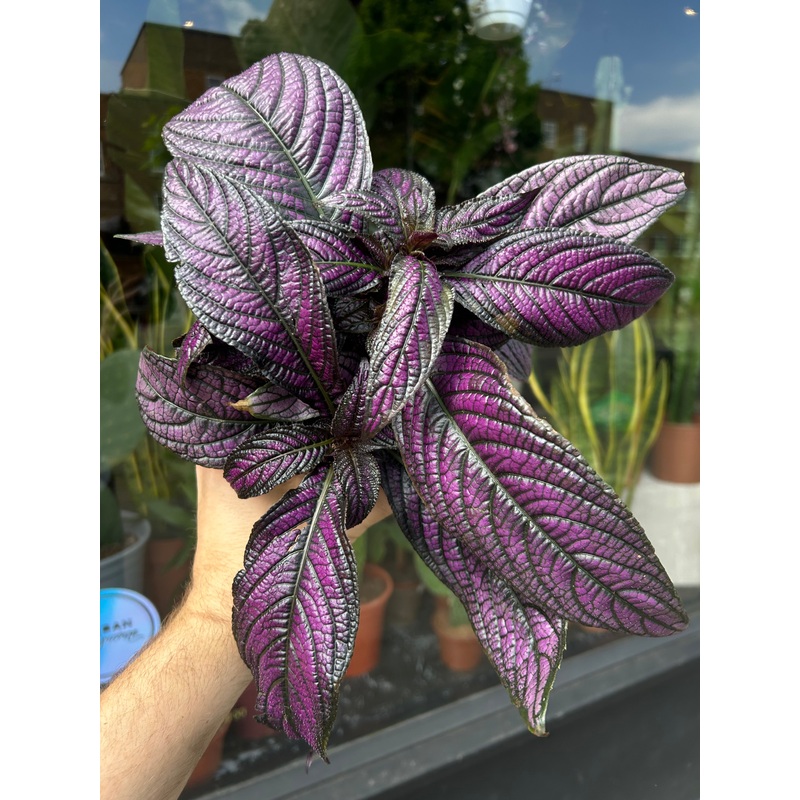 Strobilanthes | 13cm pot
