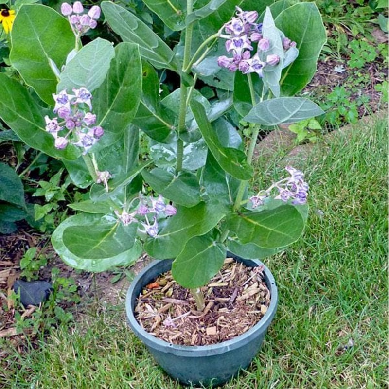Tree of Shravana Nakshatra, Capricorn or Makar Rashi Calotropis Gigantea- Plant