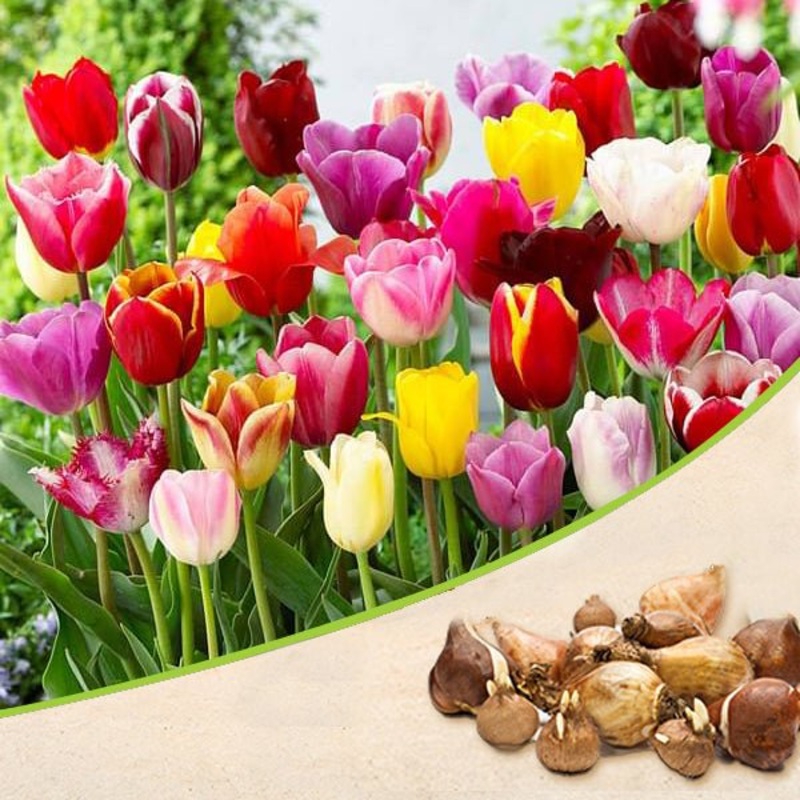 Tulip (Random Color) – Bulbs|Set of 3|Set of 5