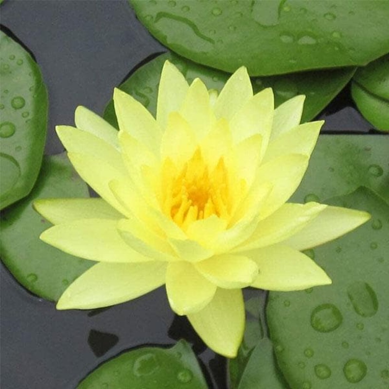 Water Lily ( Yellow ) – Plant