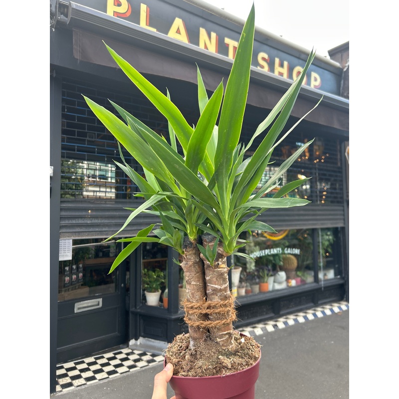 Yucca Elephantipes | 19cm pot