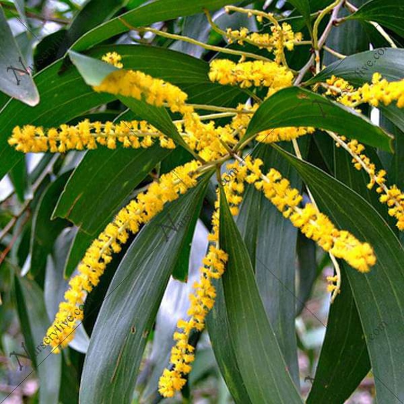 Acacia Auriculiformis, Australian Babul – 0.5 kg Seeds