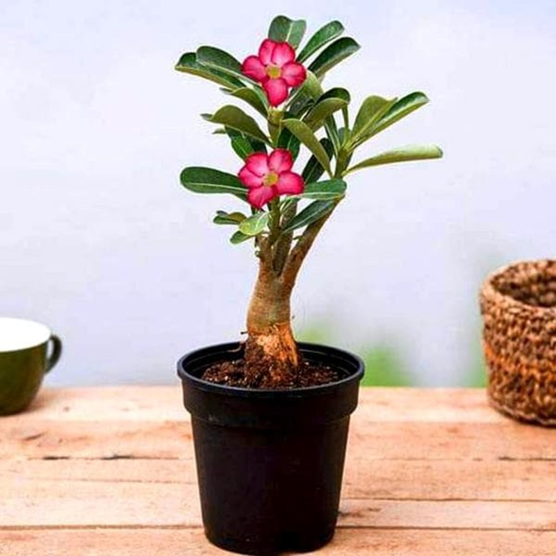 Adenium Plant, Desert Rose ( Grown through seeds, Any Color ) – Plant
