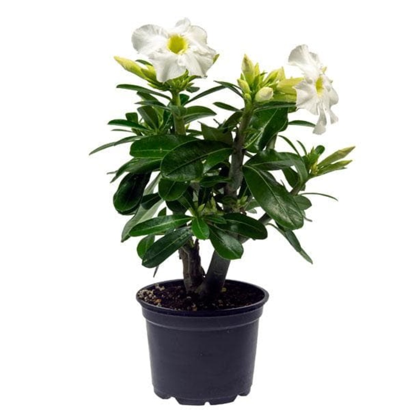 Adenium Plant, Desert Rose (White) – Plant