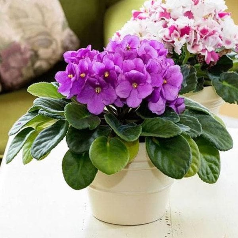 African Violets (Any Color) – Plant