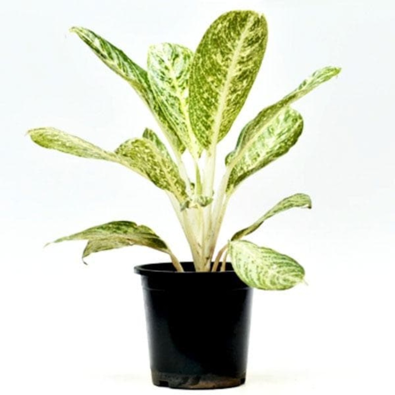 Aglaonema White Lightning – Plant