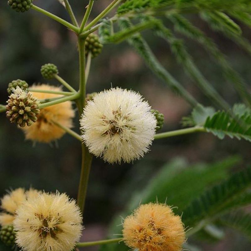 Albizia Odoratissima, Kali Siris – 0.5 kg Seeds