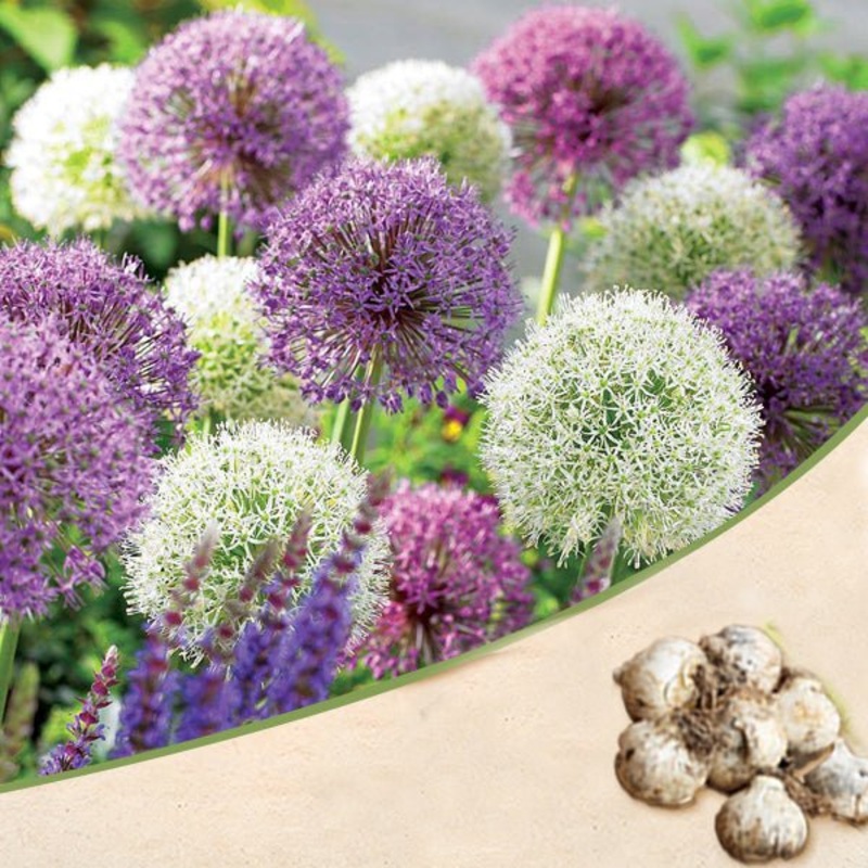 Allium (Random Color) – Bulbs|Set of 3|Set of 5