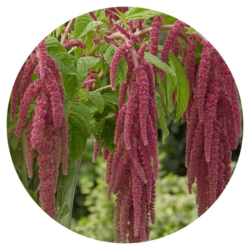 Amaranthus caudatus Coral Fountain