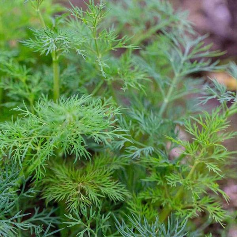 Anith – Herb Seeds