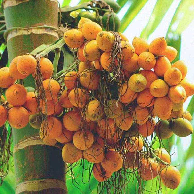 Areca Palm – 0.5 kg Seeds