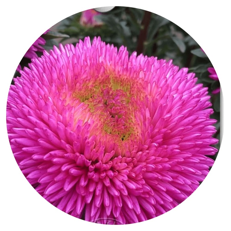 Aster Chrisantella Dragon Heart