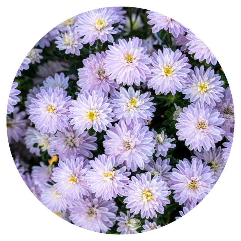 Aster NEW Confetti|30 seeds|50 cm