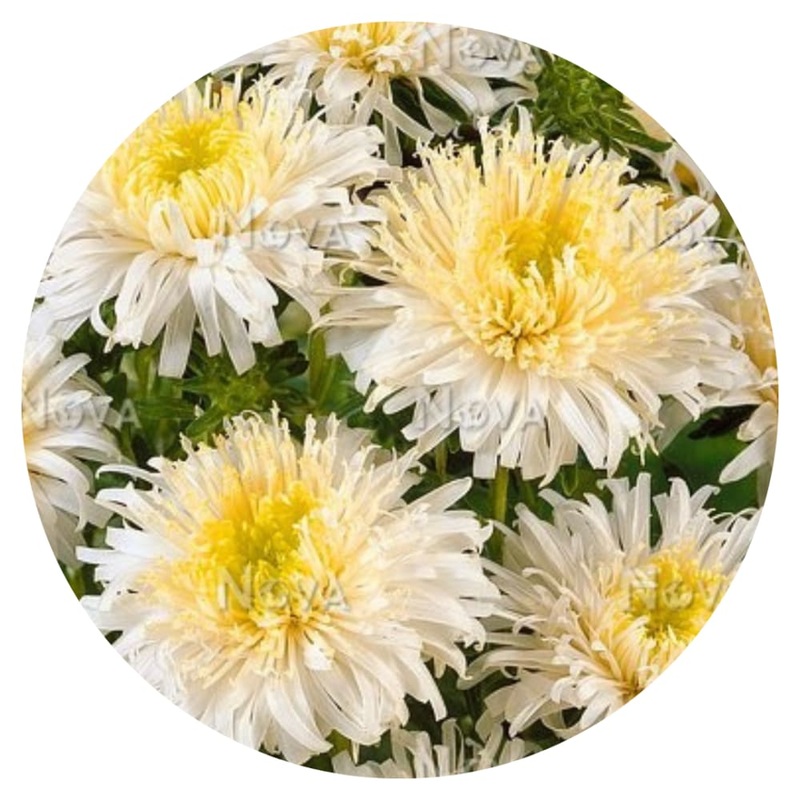 Aster Sea Starlet Chamois|30 seeds|50 – 60 cm
