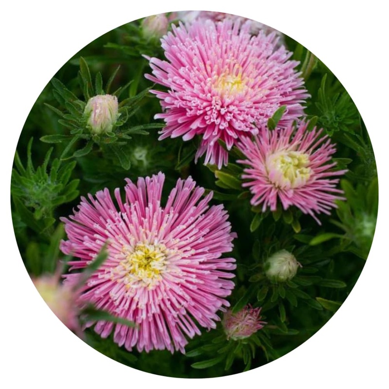 Aster Sea Starlet Light Rose|30 seeds|50 – 60 cm