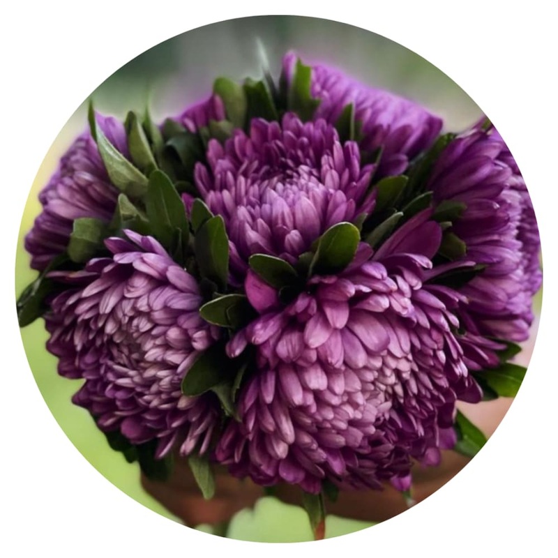 Aster Syringa Lilac|30 seeds