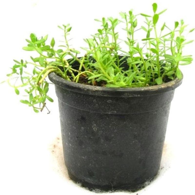 Bacopa Monnieri, Neer Brahmi – Plant