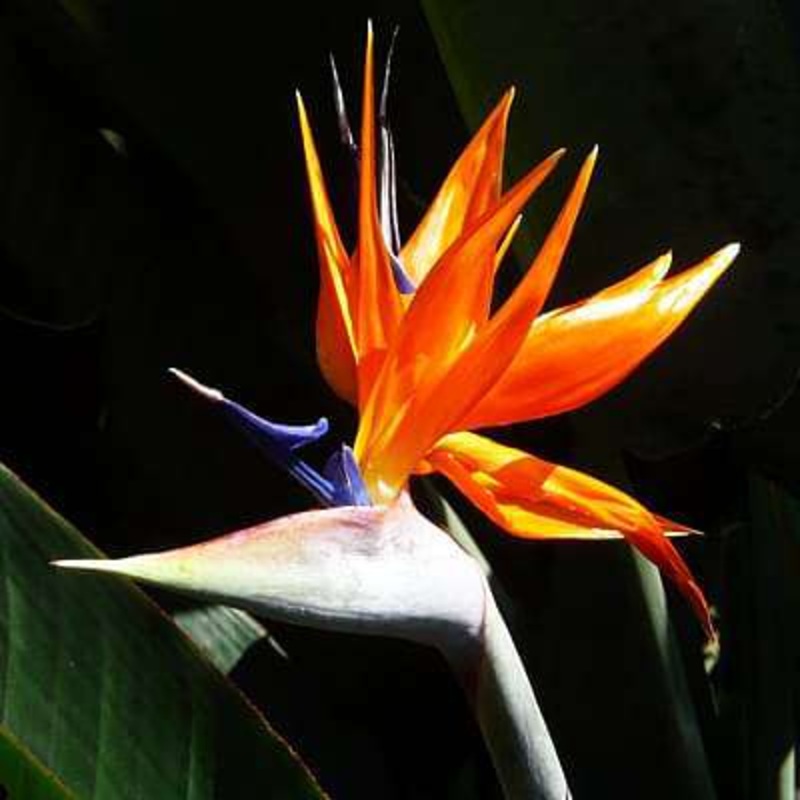 Bird of Paradise – 10 Seeds