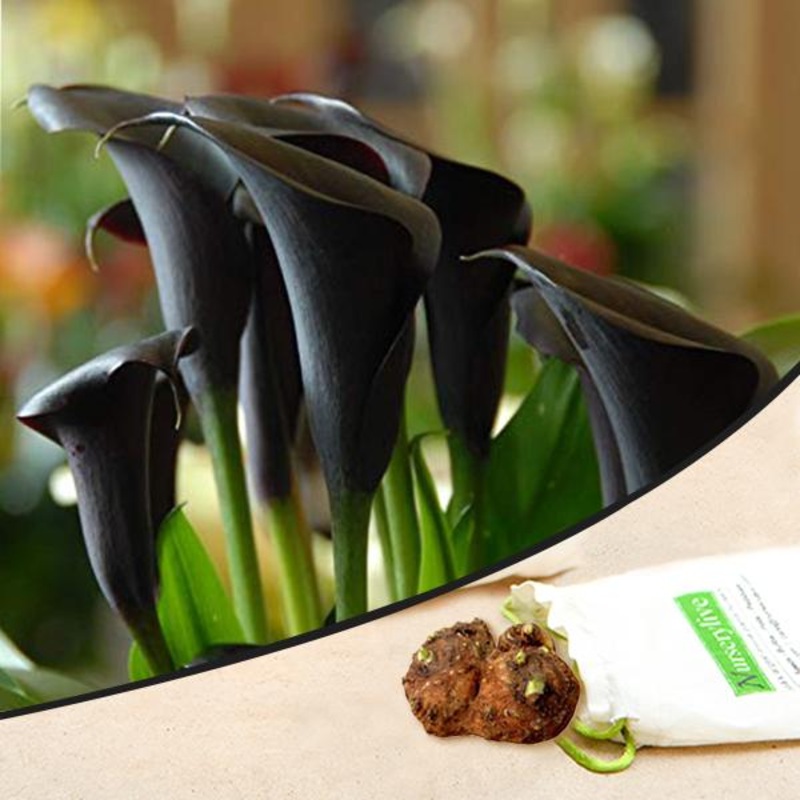 Calla Lily (Black) – Bulbs|Set of 2|Set of 5