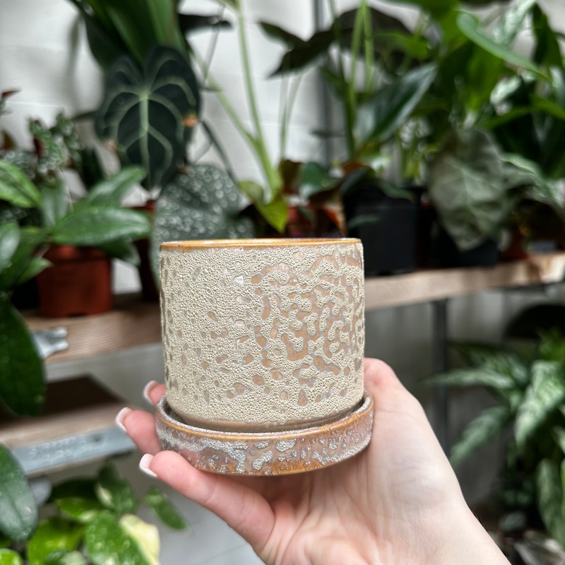 Classic – Coral|7.5cm|10.5cm