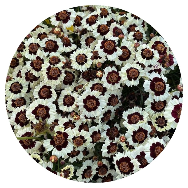 Coreopsis tinctoria Corusco Cream-Red | Plains Coreopsis