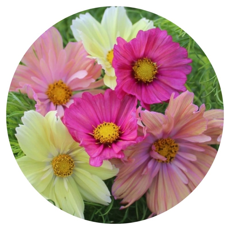 Cosmos bipinnatus Cotton Candy Mix
