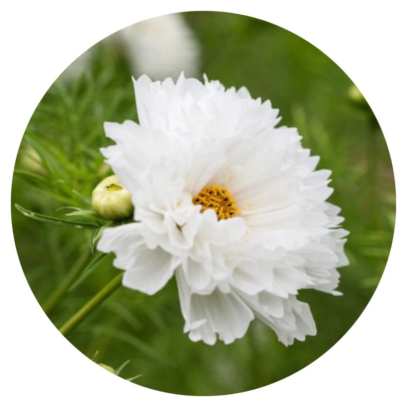 Cosmos bipinnatus Double Dutch White