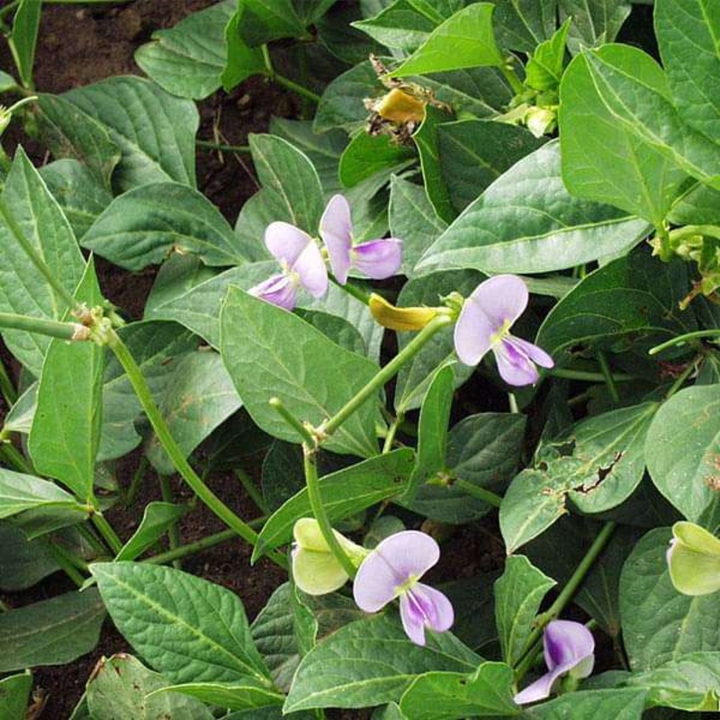 Cow Pea – 0.5 kg Seeds