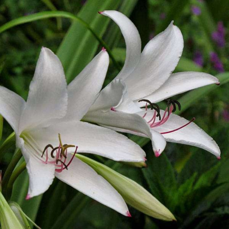 Crinum Amoenum (White) – Bulbs (set of 5)