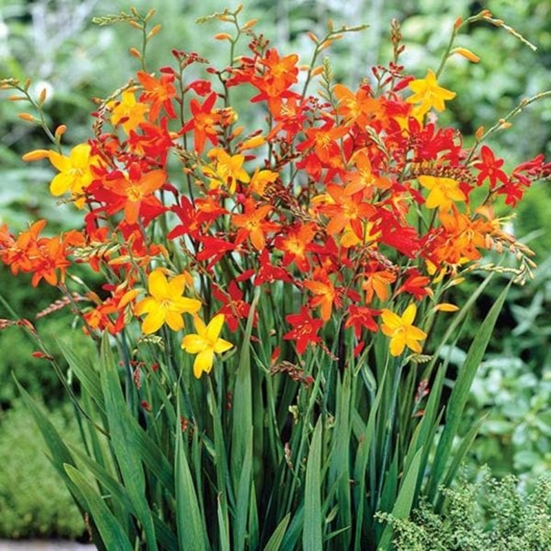 Crocosmia, Montbretia (Mix Color) – Bulbs (set of 5)