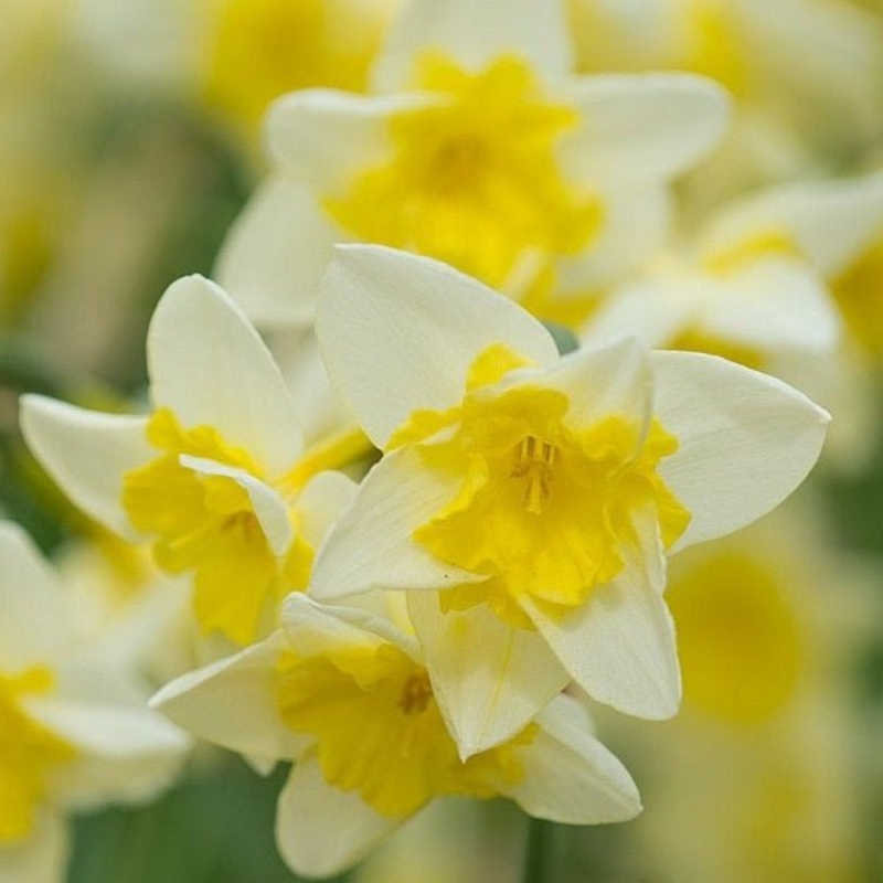Daffodil Prom Dance (Cream) – Bulbs