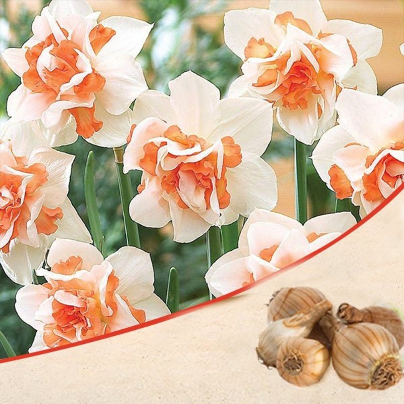 Daffodil Replete (White, Orange) – Bulbs (set of 5)
