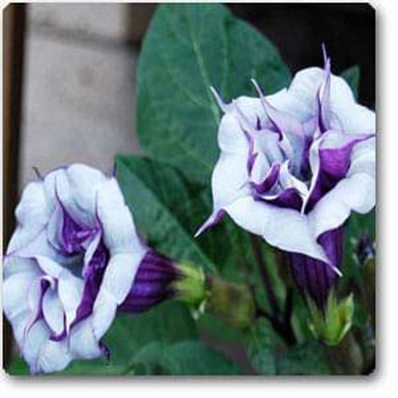 Datura Fastuosa, Kala Dhatura – 0.5 kg Seeds