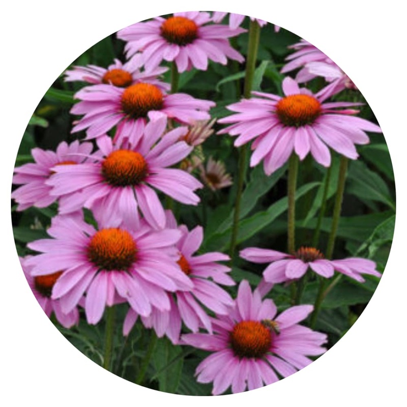 Echinacea purpurea Bravado | Coneflower