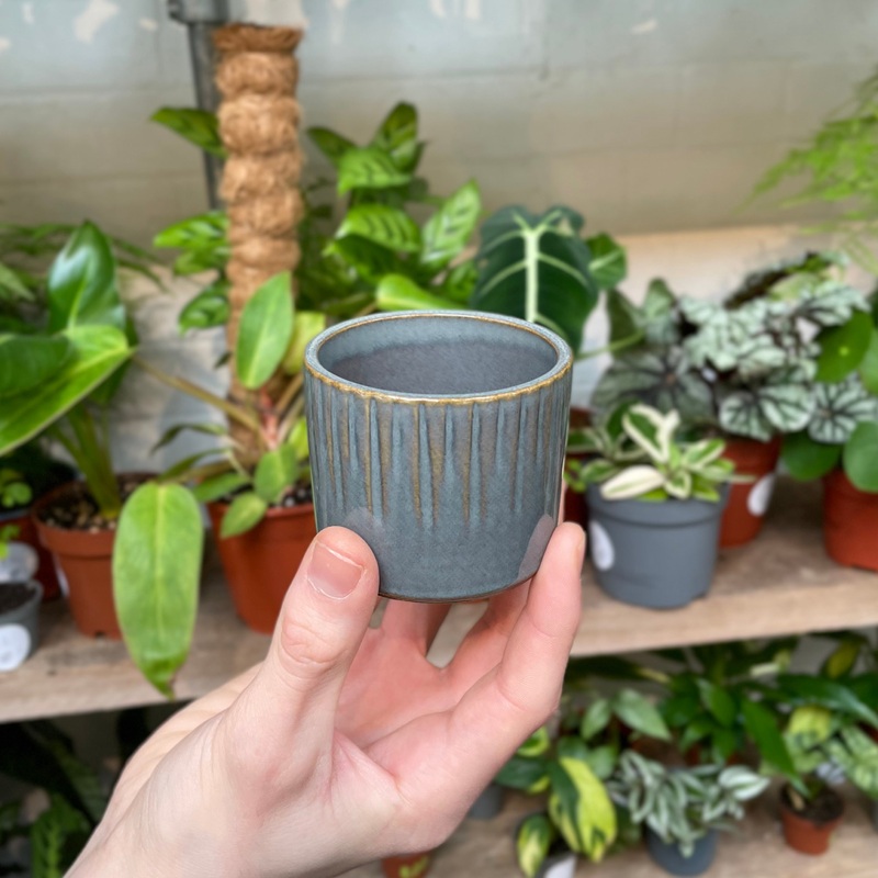 Espresso – Blueberry|6.5cm