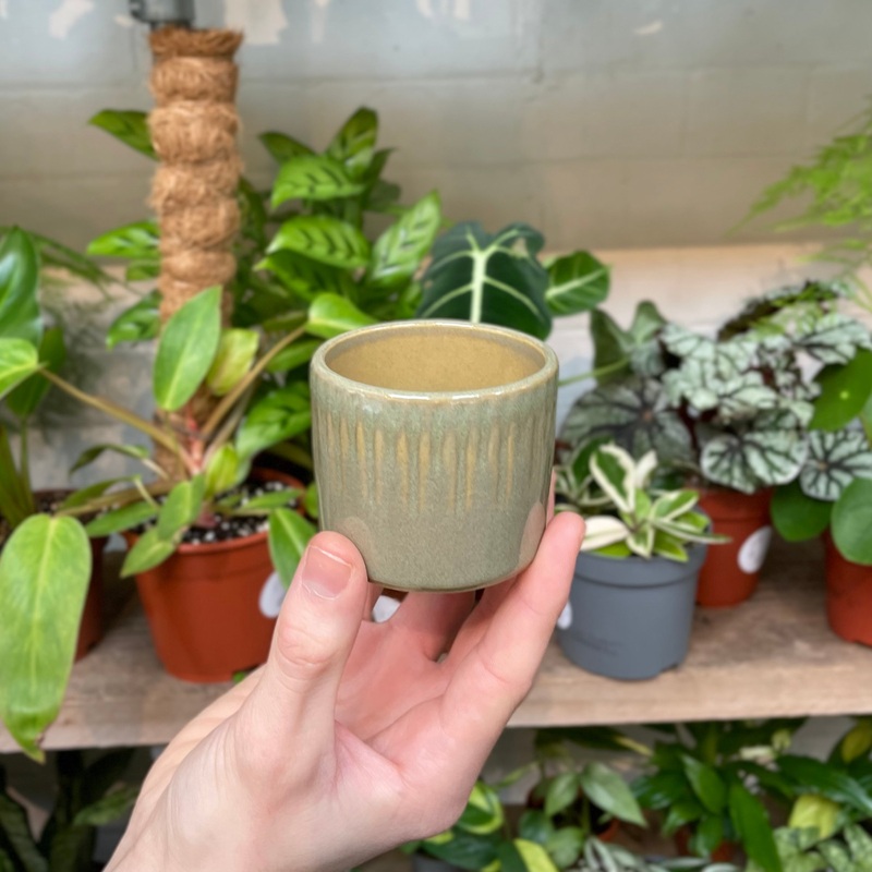 Espresso – Pistachio|6.5cm