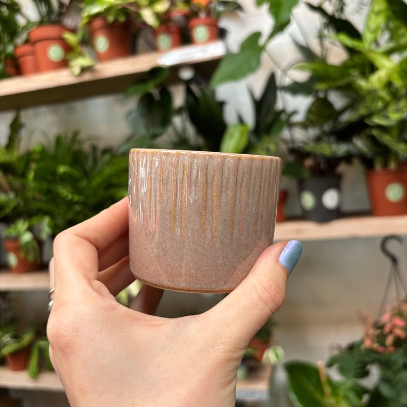 Espresso – Raspberry|6.5cm