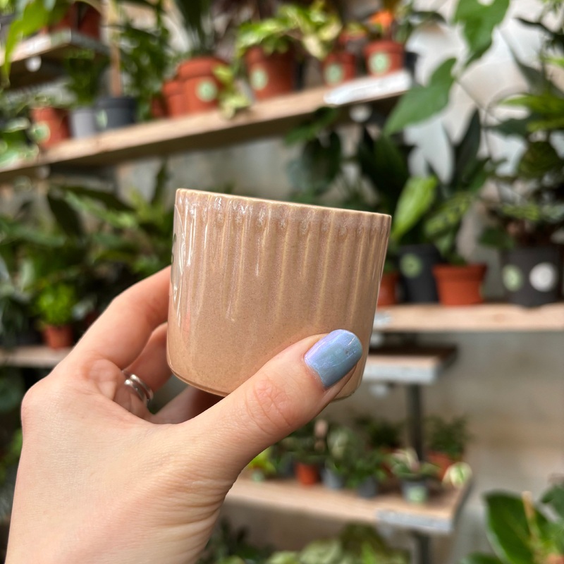 Espresso – Yoghurt|6.5cm