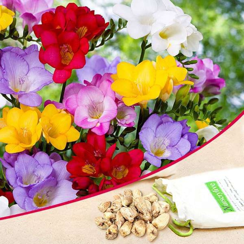 Freesia (Mix Color) – Bulbs (set of 5)