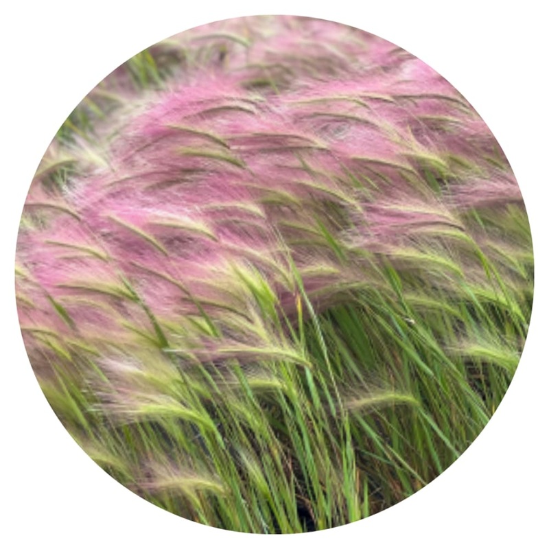 Hordeum jubatum Ricky | Foxtail Barley