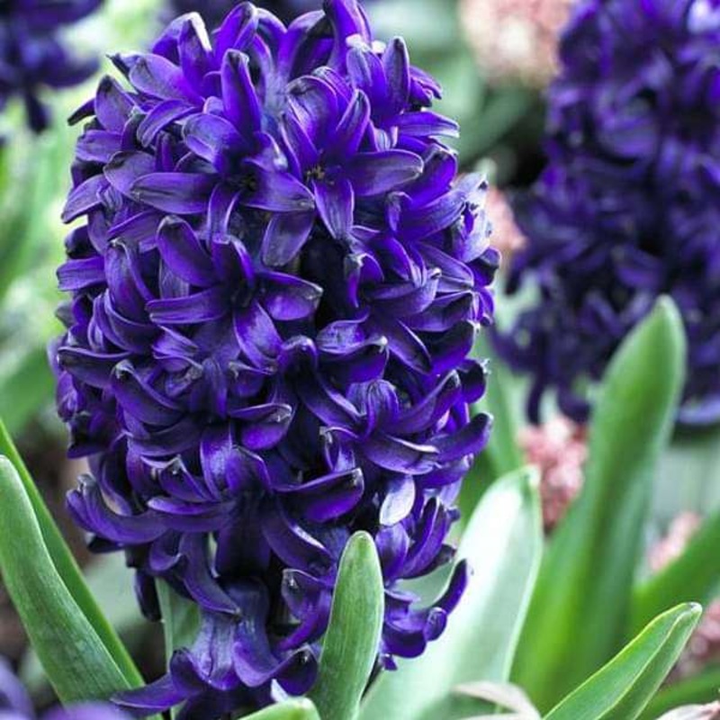 Hyacinth Ocean (Purple) – Bulbs (set of 5)
