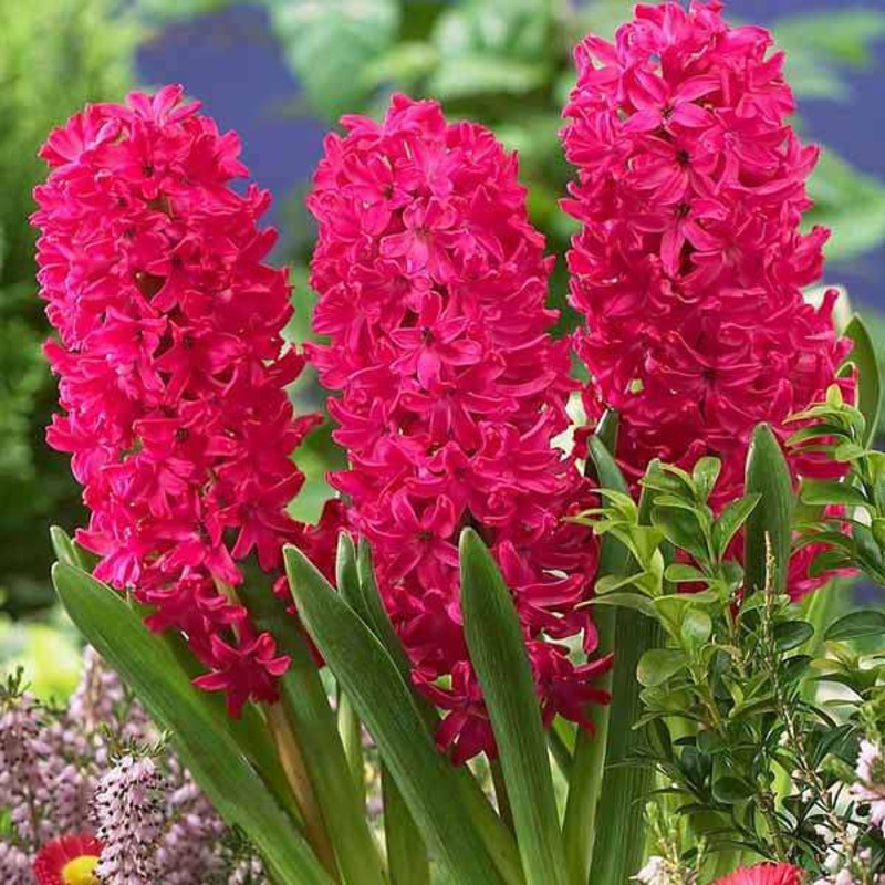 Hyacinth (Red) – Bulbs (set of 5)