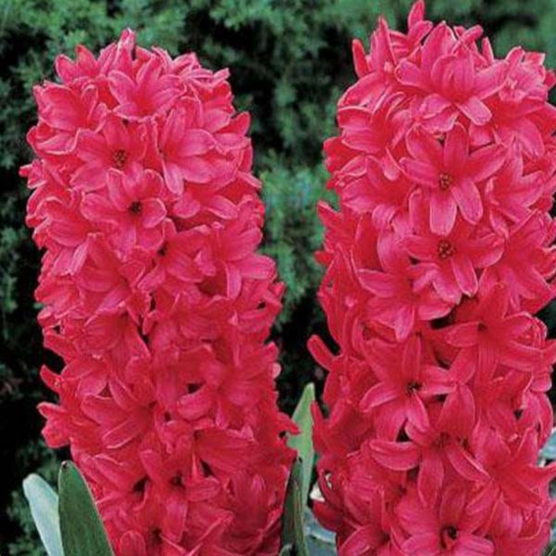 Hyacinth Vuurbaak (Pink) – Bulbs (set of 5)